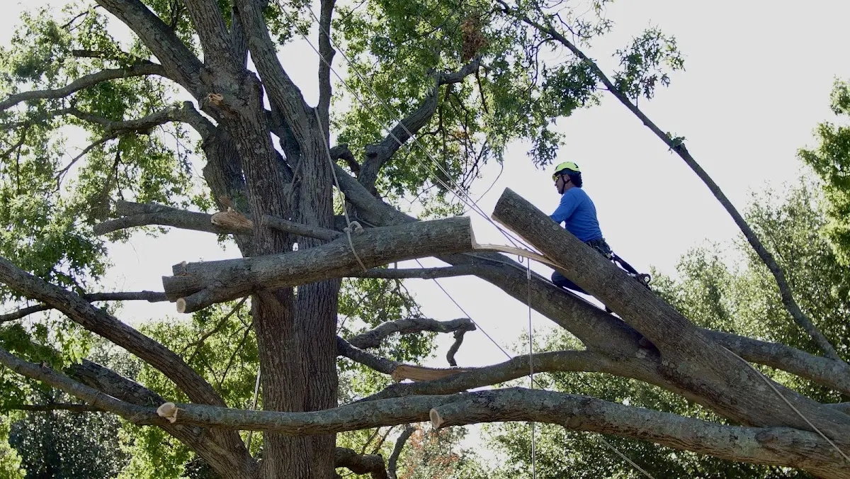 Professional Crown Thinning performed by certified arborists in West Fork